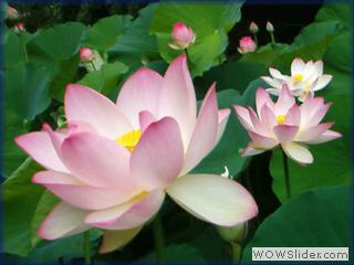 Flor de loto