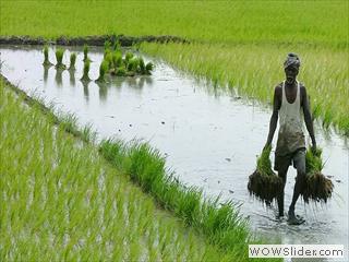 agriculture_main