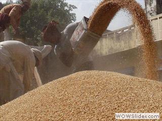 BL17WHEAT--_1145806g