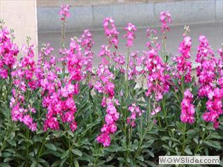 flower1